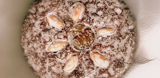 Lebkuchen (via)
